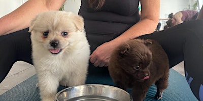 Puppy cuddles, yoga & playtime (Fluffy Pomeranian pups) primary image