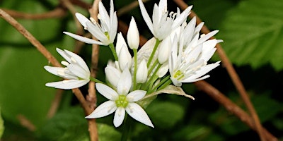 Peterborough Local Group Event: Birds & Bluebells at Southey Wood primary image