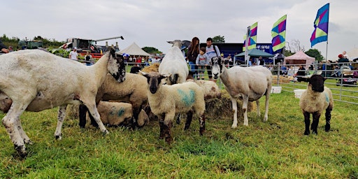 Imagen principal de Open Farm Sunday @ Bath Soft Cheese