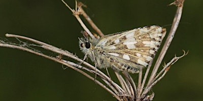 Image principale de Peterborough Local Group Event: Butterflies of Hampton Nature Reserve