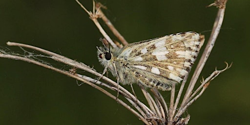 Hauptbild für Peterborough Local Group Event: Butterflies of Hampton Nature Reserve