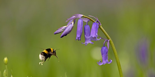 Imagem principal de Bee Day - The Nature Discovery Centre, Saturday 18 May