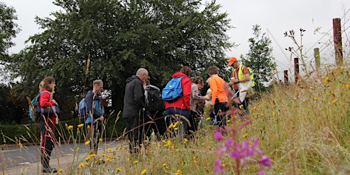 Hauptbild für Guided Bee appreciation walk at Russborough House with Brian Murray