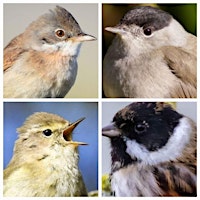 Imagem principal de Dawn chorus workshop at Horton Country Park