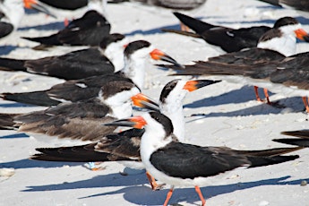 Earth Day Shorebird Walk