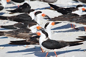 Hauptbild für Earth Day Shorebird Walk