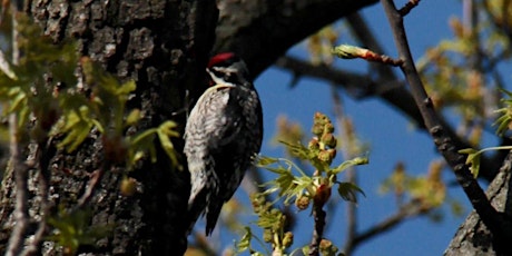 Live Guided Birding Tour at Central Park