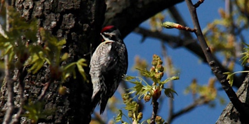 Hauptbild für Live Guided Birding Tour at Central Park