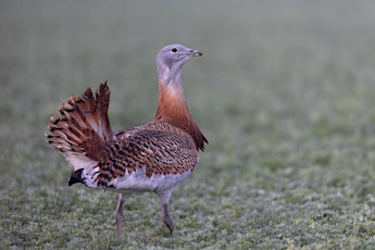 Reintroducing the Great Bustard