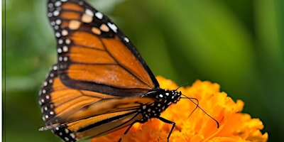 Primaire afbeelding van 3rd Annual Monarch Butterfly Festival - Presented by The San Marcos Lions Club