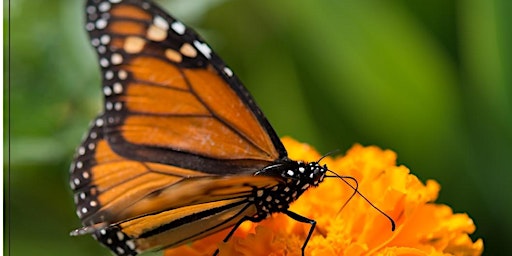 Primaire afbeelding van 3rd Annual Monarch Butterfly Festival - Presented by The San Marcos Lions Club