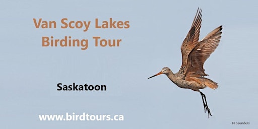 Image principale de Van Scoy Lakes Birding Tour