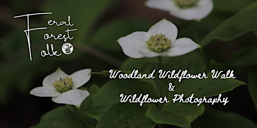 Primaire afbeelding van Woodland Wildflower Walk & Wildflower Photography