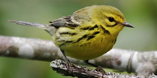 Migration Madness Bird Walks primary image