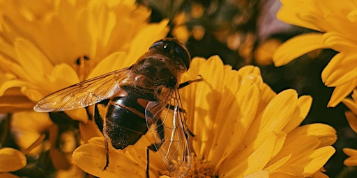 Imagem principal de Bees are Beautiful