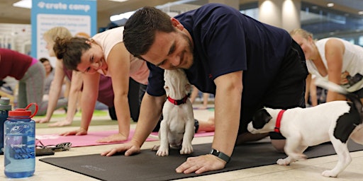 Imagem principal do evento Puppy Yoga