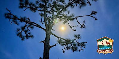 Longleaf Pine Hike  primärbild