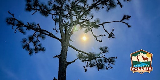 Primaire afbeelding van Longleaf Pine Hike