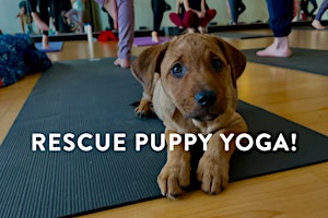 Rescue Puppy Rooftop Yoga!