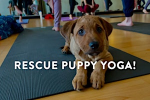 Rescue Puppy Rooftop Yoga!  primärbild