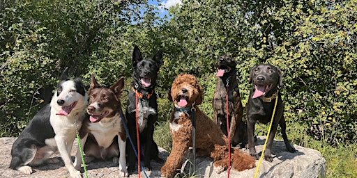 Pack walk