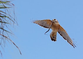 Audubon Afternoon: Raptor Senses and Abilities with Live Birds primary image