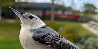 Primaire afbeelding van World Series of Birding - Nature Center Nuthatches