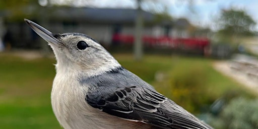 Imagem principal do evento World Series of Birding - Nature Center Nuthatches