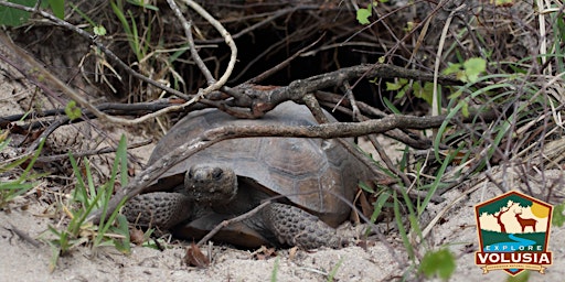 Imagem principal do evento Herpetology Hike