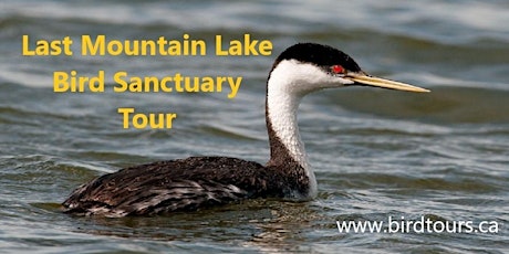 Last Mountain Lake Bird Sanctuary Tour