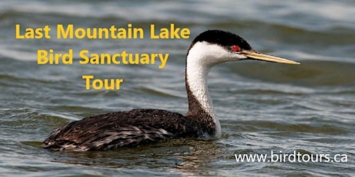 Last Mountain Lake Bird Sanctuary Tour primary image