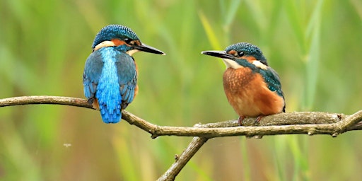 Primaire afbeelding van Wheeling With Wildlife