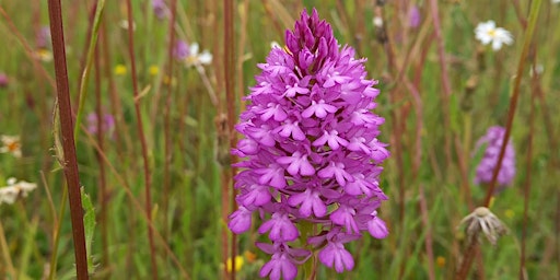 Imagem principal do evento Ancient Woodland Inventory Update: Wiltshire's Orchids