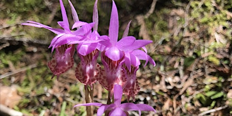 May Family Nature Walk - Flowers & Pollinators