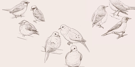 How to nature journal about birds