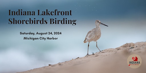 Imagem principal do evento Lakefront Shorebirds Birding