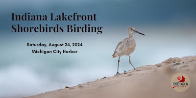 Lakefront Shorebirds Birding