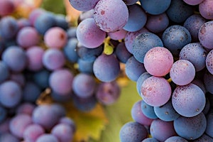 Imagem principal de Vindependent Tastings: Pinot Noir (Mostly) plus Pinot Gris and Blanc