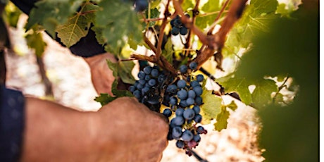 Winery Spotlight: Bosnian Wine tasting at WineStyles Cedar Rapids