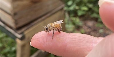 Primaire afbeelding van Intro to bee shamanism