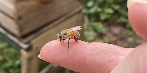 Image principale de Intro to bee shamanism