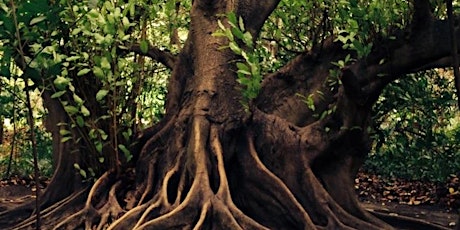 Naturaleza Urbana - Cuerpo Raíz.