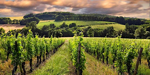 Primaire afbeelding van House Wine Tastings: The Grapes of Bordeaux - Sav, Semm, Merlot and Cab(s)