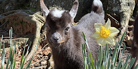Celebrate Spring Goat Yoga