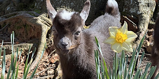 Celebrate Spring Goat Yoga primary image