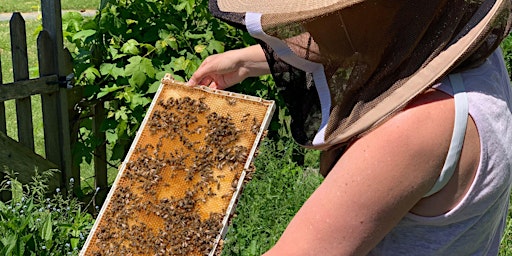 Primaire afbeelding van Complete Beekeeping Course