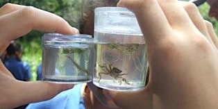 Image principale de Pond dipping at Crymlyn Bog. Gower society Youth activity.