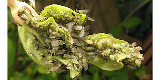 Primaire afbeelding van Orchard Masterclass: Pests & Diseases