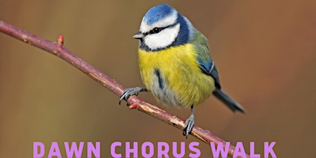 Dawn Chorus Walk