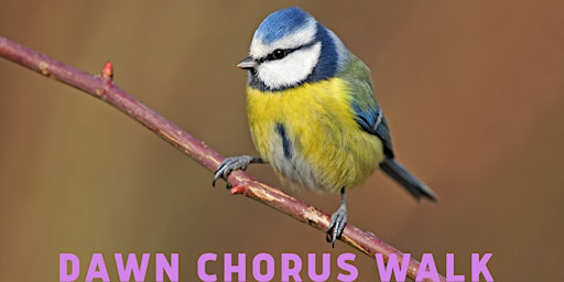 Dawn Chorus Walk primary image